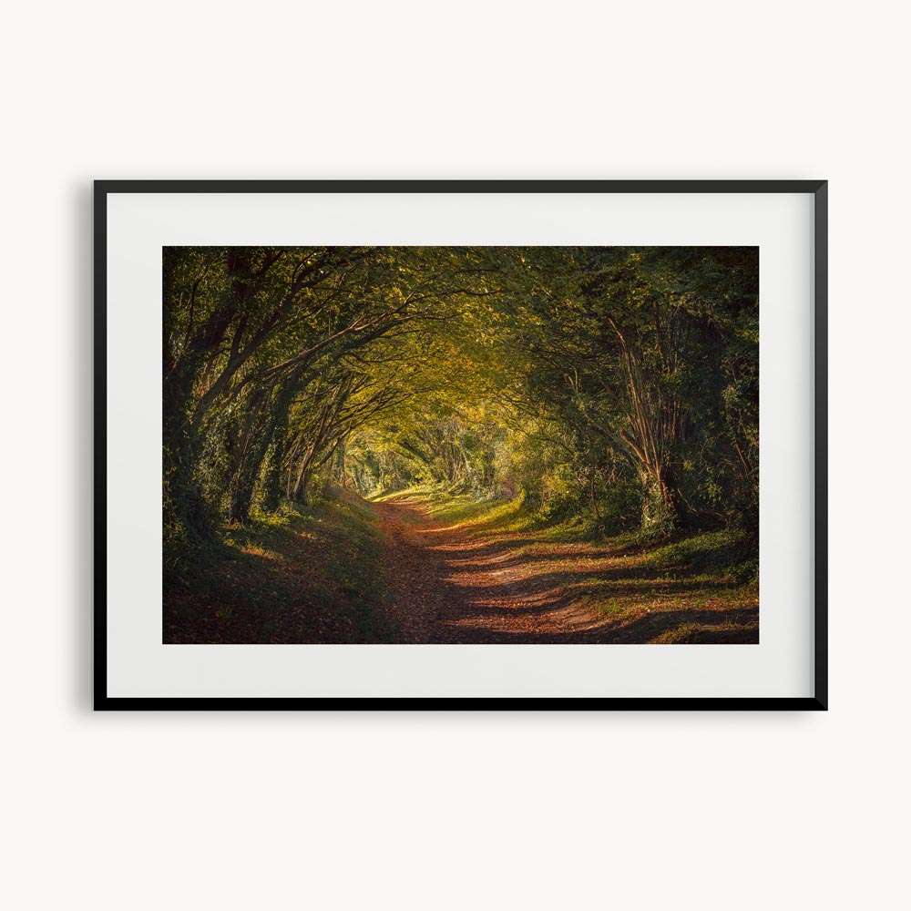 Sunken Lane and Autumn trees framed print