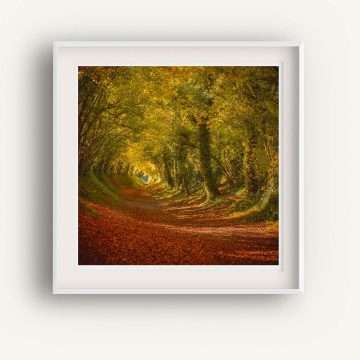 Halnaker Tunnel of Trees in Autumn