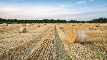 Hay Bales in a Suffolk field