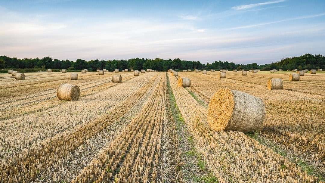 Hay Bales in a Suffolk field