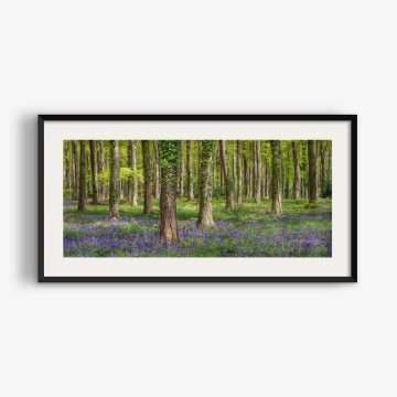 Verdant <div class="prod-title-secondary">Bluebell Woods Panoramic</class></div>