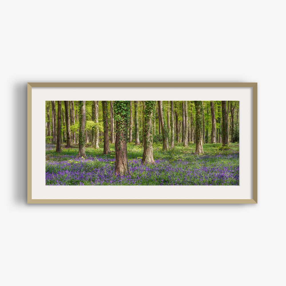 Verdant <div class="prod-title-secondary">Bluebell Woods Panoramic</class></div> - Image 3