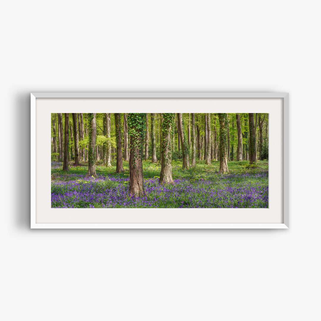 Bluebell woods Sussex panoramic photo