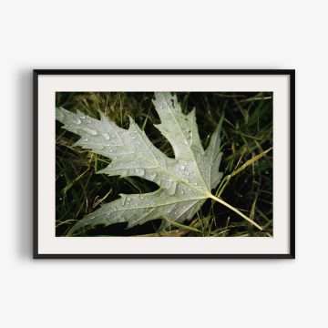 Dew drops on fallen leaf in autumn