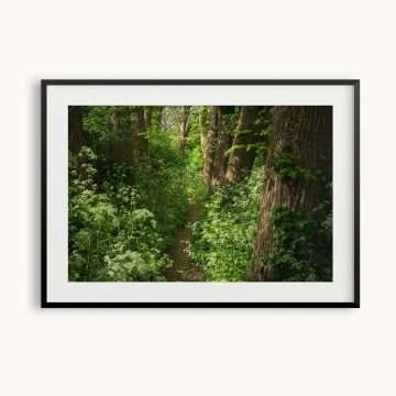 A walk through a quiet countryside path