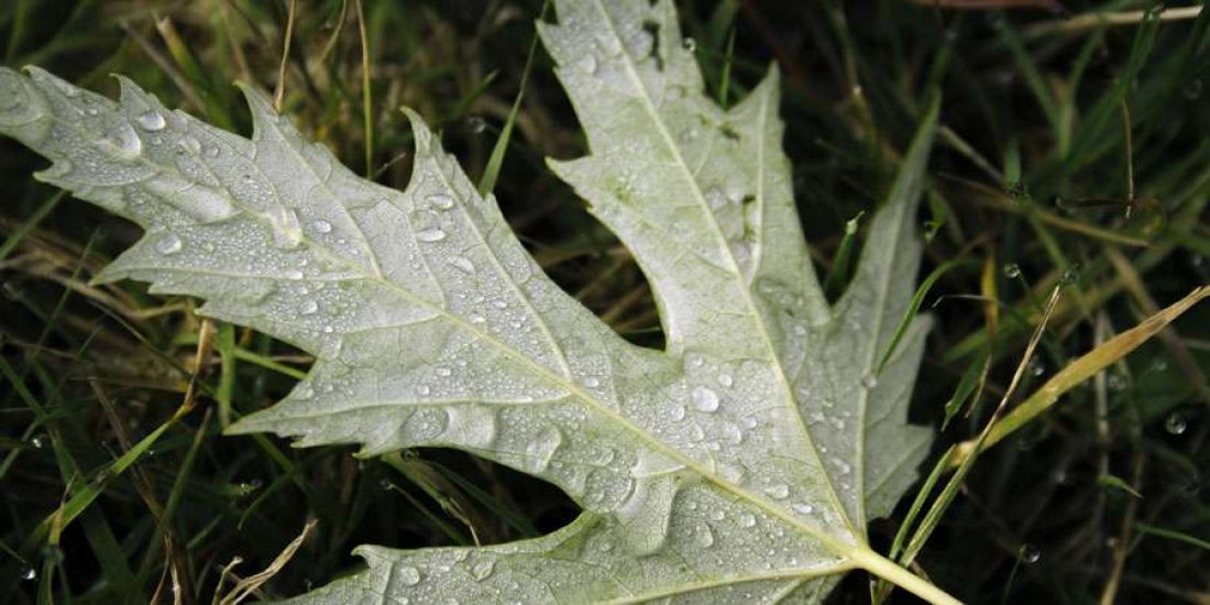 Sharp Landscape Photo of Leaf